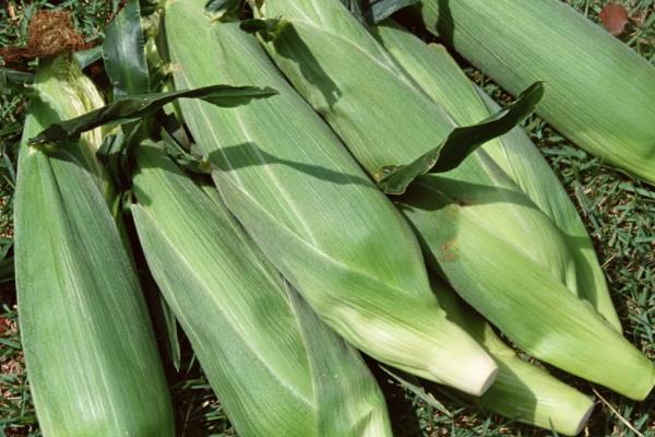 沃玉三号玉米种简介，适合哪里种植，产量如何