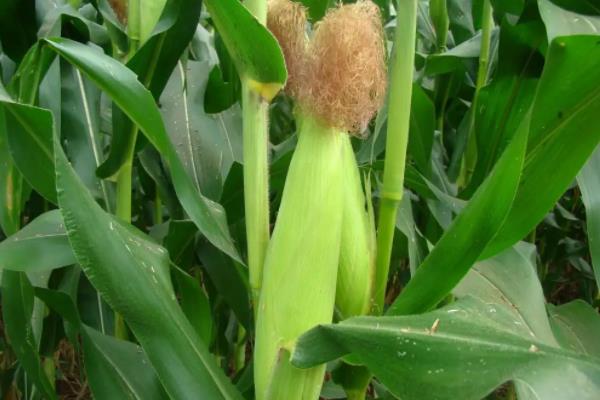 沃玉三号玉米种简介，适合哪里种植，产量如何