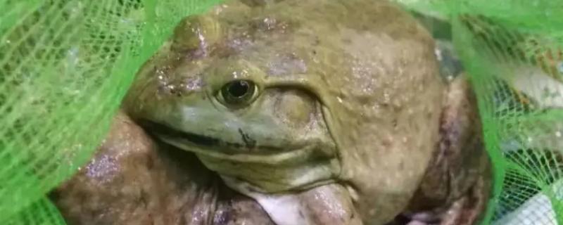 牛蛙对生态环境的危害，牛蛙一般以什么为食