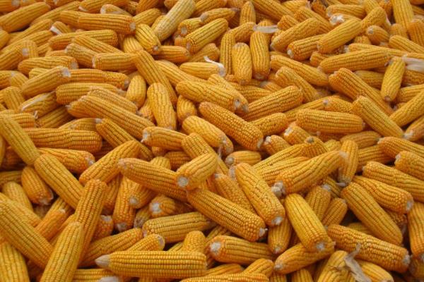 金单98玉米品种简介，适合哪里种植，产量如何