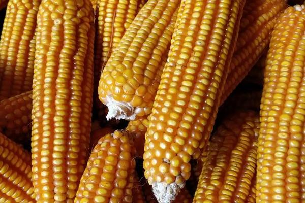 鲁单9088玉米种简介，适合哪里种植，产量如何