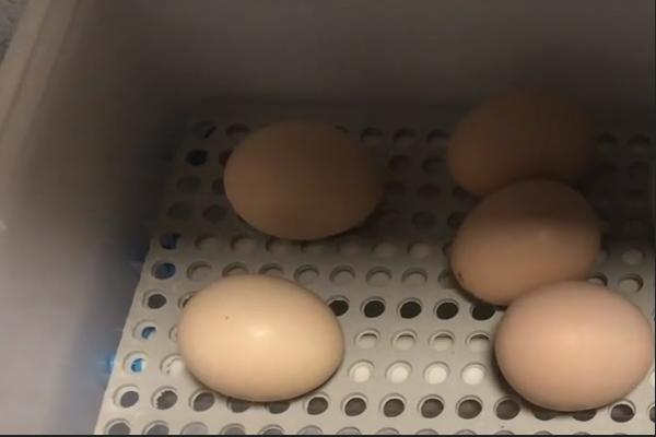 家用孵化机孵鸡全过程，孵化机孵鸡可以停电多久