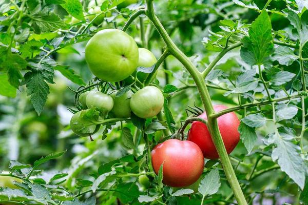 番茄的种植过程记录