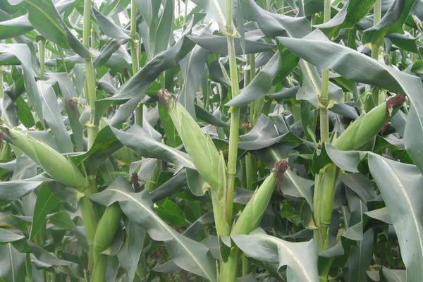 京科938玉米种简介，适合哪里种植，产量如何