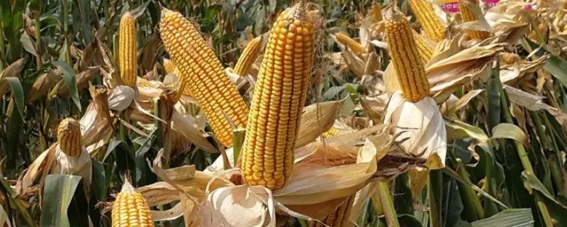 利农368玉米种简介，适合哪里种植，产量如何