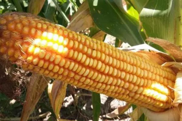 利农368玉米种简介，适合哪里种植，产量如何