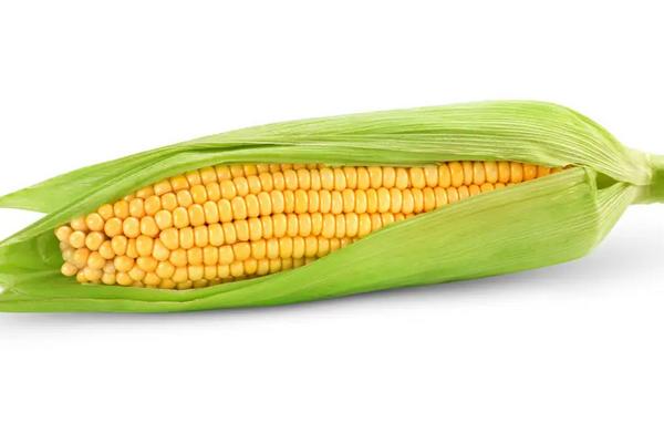 裕丰623玉米种简介，适合哪里种植，产量如何