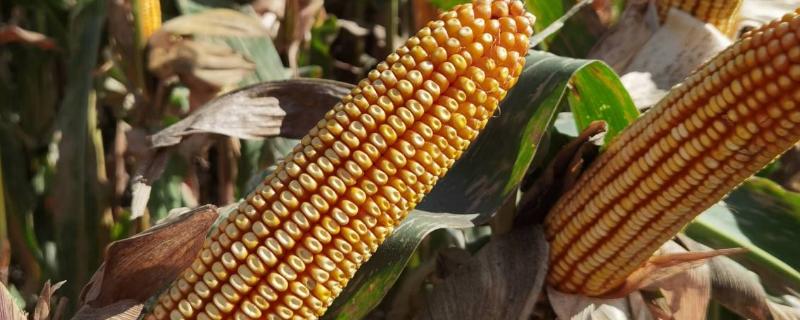东单6531玉米种简介，适合哪里种植，产量如何