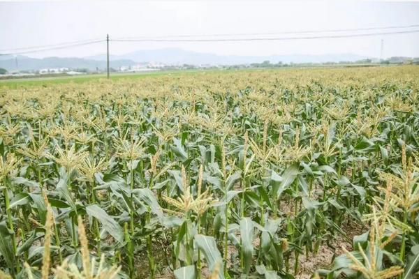 nd367玉米种简介，适合哪里种植，产量如何