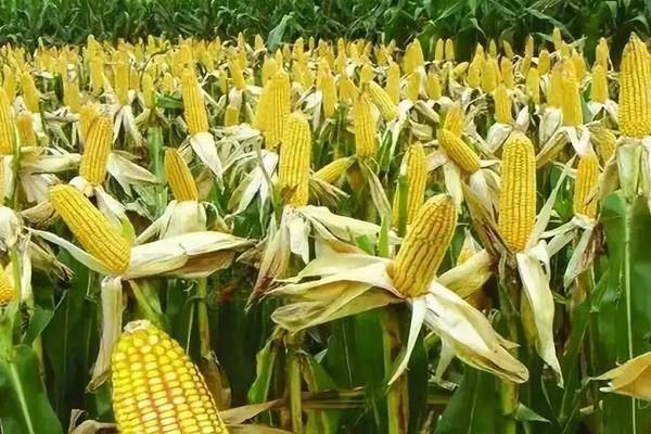 连发777玉米种简介，适合哪里种植，产量如何