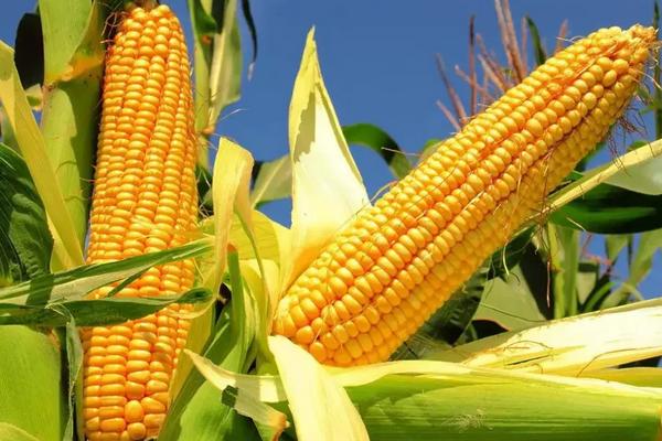 连发777玉米种简介，适合哪里种植，产量如何