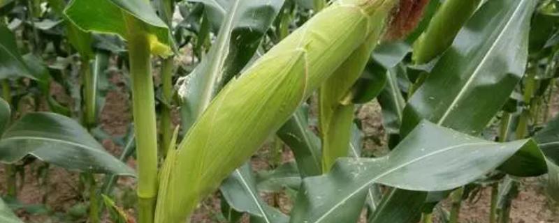 宝景653s玉米种简介，适合哪里种植，产量如何