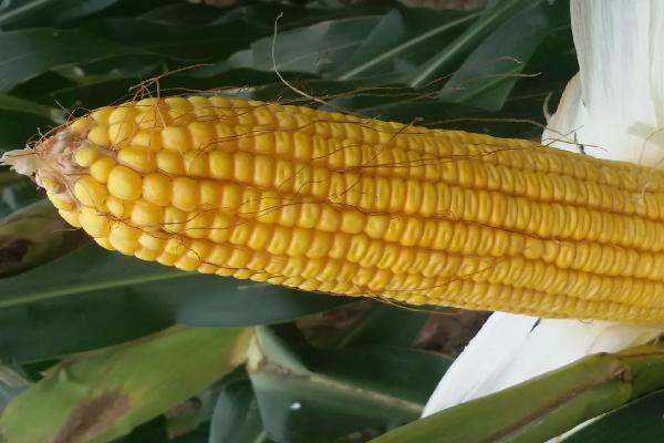 宝景653s玉米种简介，适合哪里种植，产量如何