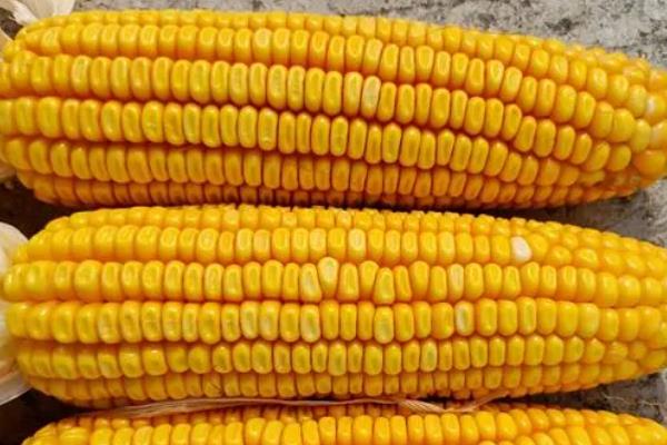 汉单229玉米种简介，适合哪里种植，产量如何