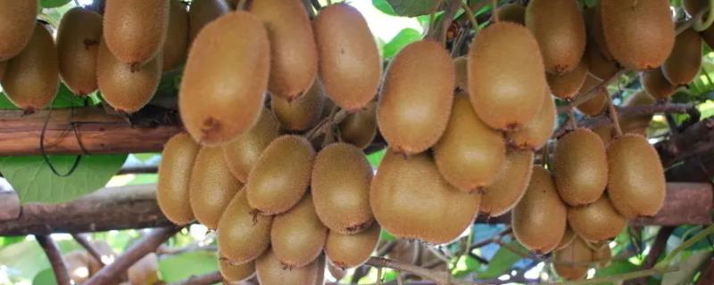 影响猕猴桃种植最重要的因素是哪一个，猕猴桃树种植几年可以结果