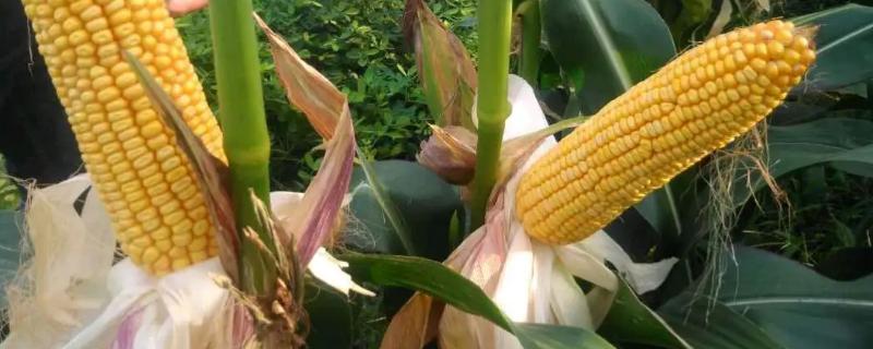 nk718玉米种简介，适合哪里种植，产量如何