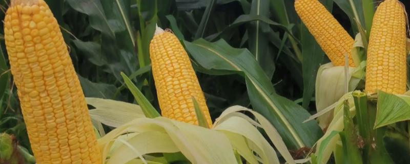 沃单818玉米种简介，适合哪里种植，产量如何