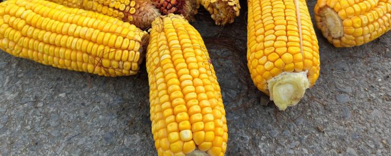 天赐19玉米种简介，适合哪里种植，产量如何