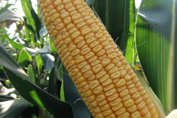 成玉828玉米种简介，适合哪里种植，产量如何