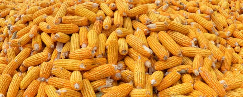 士惠628玉米种简介，适合哪里种植，产量如何