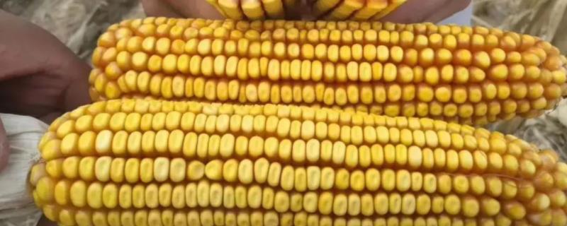 成玉828玉米种简介，适合哪里种植，产量如何
