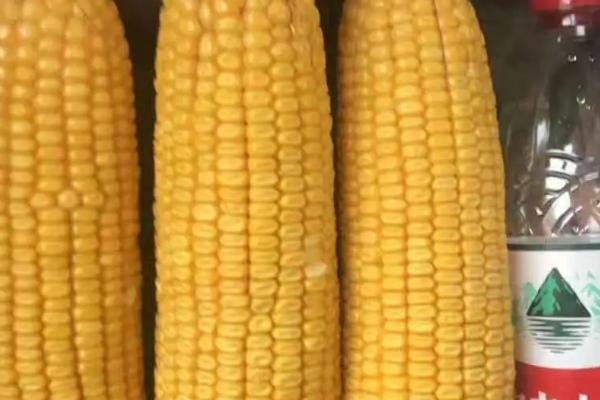 士惠628玉米种简介，适合哪里种植，产量如何