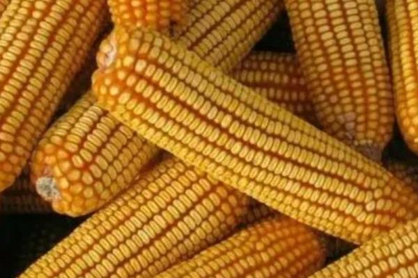 金北209玉米种简介，适合哪里种植，产量如何