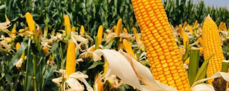隆平206玉米种简介，适合哪里种植，产量如何