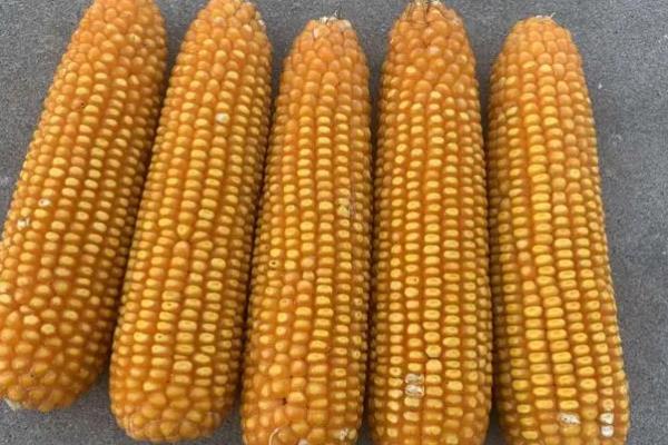 农星207玉米种简介，适合哪里种植，产量如何