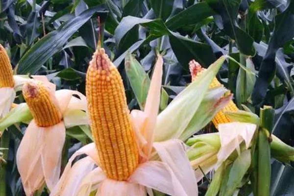 金北209玉米种简介，适合哪里种植，产量如何