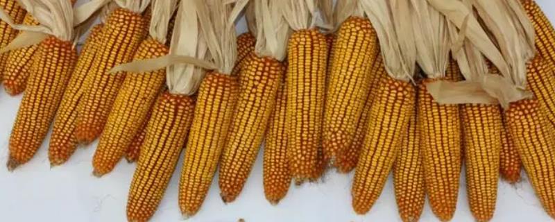 亿科209玉米种简介，适合哪里种植，产量如何