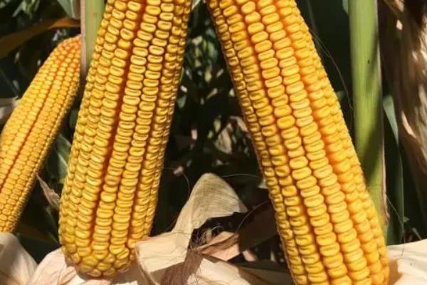金博士806玉米种简介，适合哪里种植，产量如何
