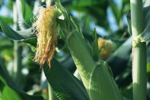 西抗18玉米种简介，适合哪里种植，产量如何