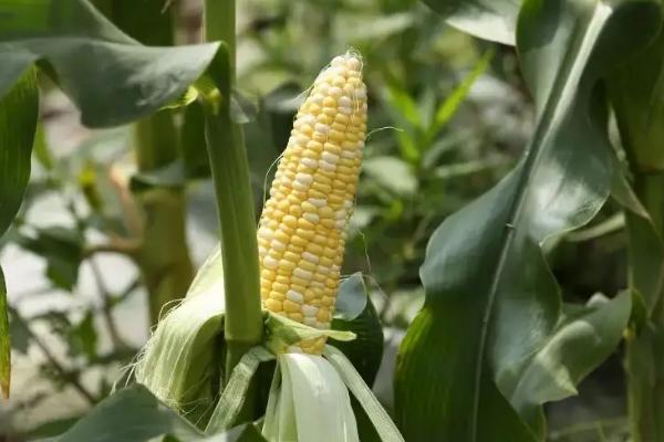 云良1号玉米种简介，适合哪里种植，产量如何
