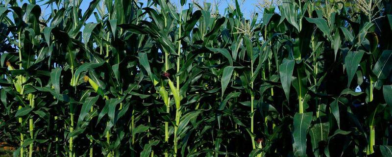 鲁宁184玉米种简介，适合哪里种植，产量如何