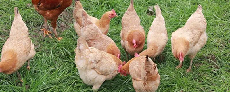 一分钟了解土鸡养殖技术，土鸡和肉鸡有什么区别