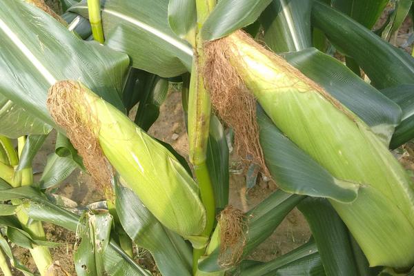 安玉706玉米种简介，适合哪里种植，产量如何