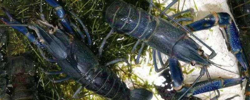 澳洲淡水小龙虾养殖技术，是淡水虾还是海水虾