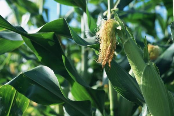 青农11玉米种简介，适合哪里种植，产量如何