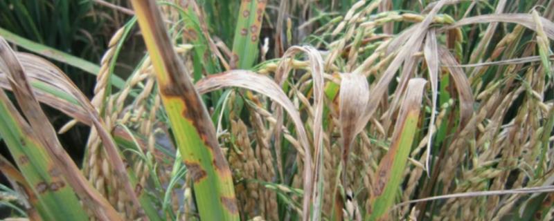 水稻稻瘟病的症状，如何防治