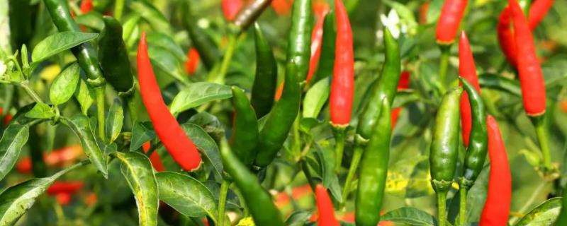 辣椒需要什么肥料，辣椒是多年生植物吗
