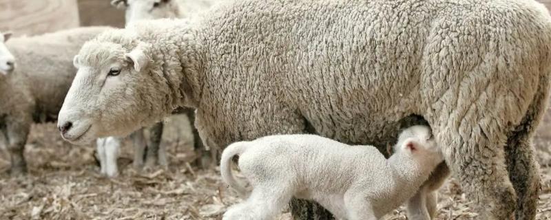 母羊产羔需要几个小时，母羊产羔后多久可以再次配种
