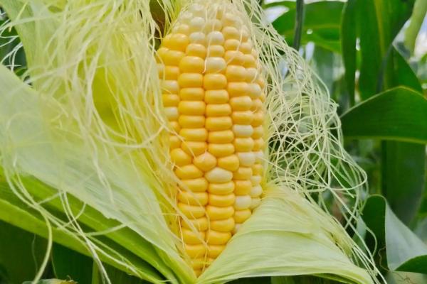 沃玉964玉米种简介，适合哪里种植，产量如何