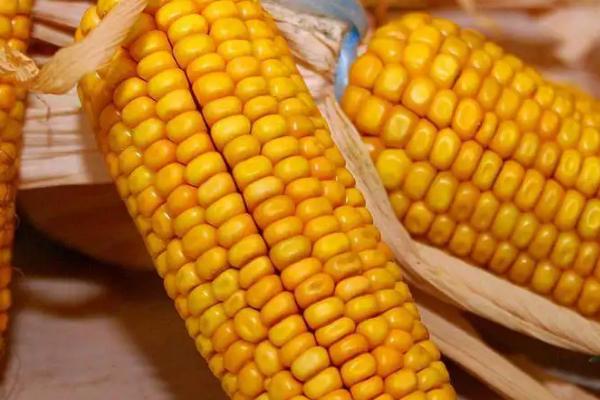 沃玉111玉米种简介，适合哪里种植，产量如何