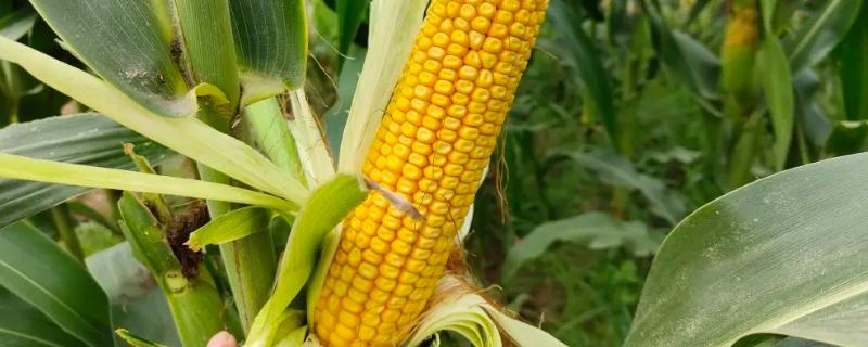 沃玉21玉米种简介，适合哪里种植，产量如何