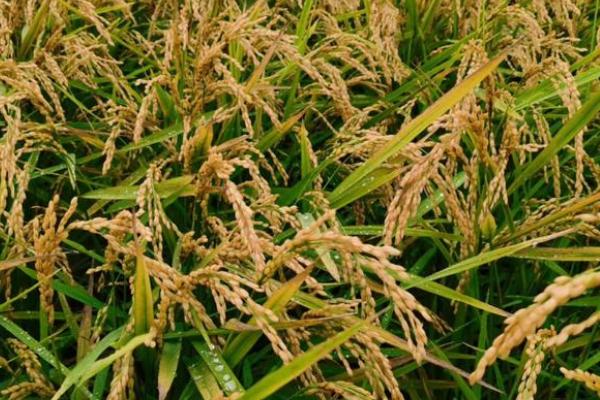 水稻习性，旱水稻怎么种植