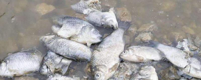 硫醚沙星会致鱼死亡吗，它的适应症有哪些