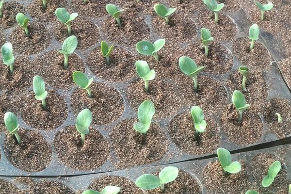 西瓜种植技术和管理，西瓜几月份成熟