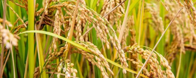稻瘟病是稻叶长出菱形病斑吗，稻瘟病如何防治