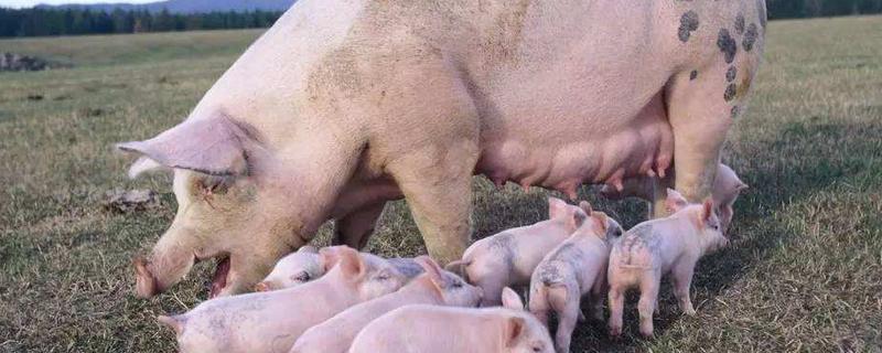 母猪产前怎样饲喂，产仔后如何饲喂
